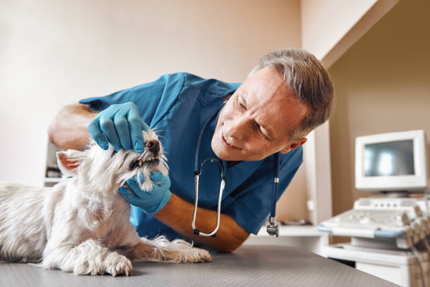 Best Emergency Treatment for Dental Infections or Abscesses in Oakland, FL